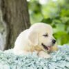 Image of Tator Tot, a Golden Retriever puppy