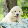 Image of Tator Tot, a Golden Retriever puppy