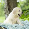 Image of Tator Tot, a Golden Retriever puppy
