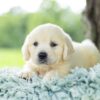 Image of Tator Tot, a Golden Retriever puppy