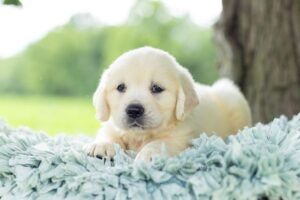 Image of Tator Tot, a Golden Retriever puppy