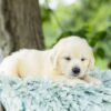 Image of Tator Tot, a Golden Retriever puppy