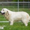 Image of Creams - Sept 3rd, a Golden Retriever puppy