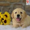Image of Bailey, a Golden Retriever puppy