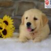 Image of Bailey, a Golden Retriever puppy