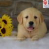 Image of Bailey, a Golden Retriever puppy