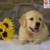 Image of Bailey, a Golden Retriever puppy