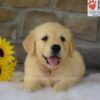Image of Bailey, a Golden Retriever puppy