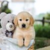 Image of Bandit, a Golden Retriever puppy