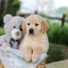 Image of Bandit, a Golden Retriever puppy