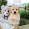 Image of Bandit, a Golden Retriever puppy