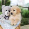 Image of Bandit, a Golden Retriever puppy