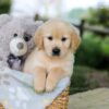Image of Bandit, a Golden Retriever puppy