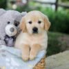 Image of Bandit, a Golden Retriever puppy