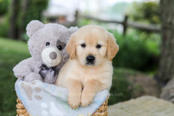 Image of Bandit, a Golden Retriever puppy