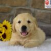 Image of Banjo, a Golden Retriever puppy