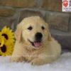 Image of Banjo, a Golden Retriever puppy