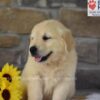 Image of Banjo, a Golden Retriever puppy