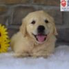 Image of Banjo, a Golden Retriever puppy