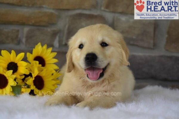 Image of Banjo, a Golden Retriever puppy
