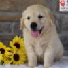 Image of Banjo, a Golden Retriever puppy