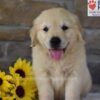 Image of Banjo, a Golden Retriever puppy