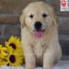 Image of Banjo, a Golden Retriever puppy