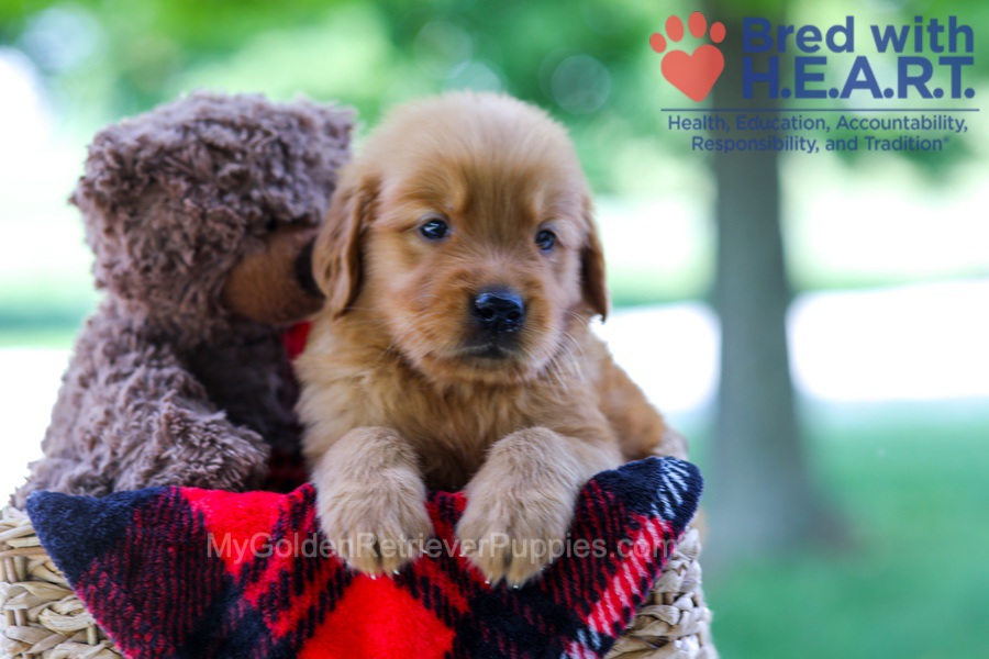 Eski erkak azolarning samimiy fotosuratlari