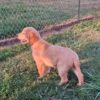Image of Beaver, a Golden Retriever puppy