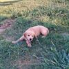 Image of Beaver, a Golden Retriever puppy