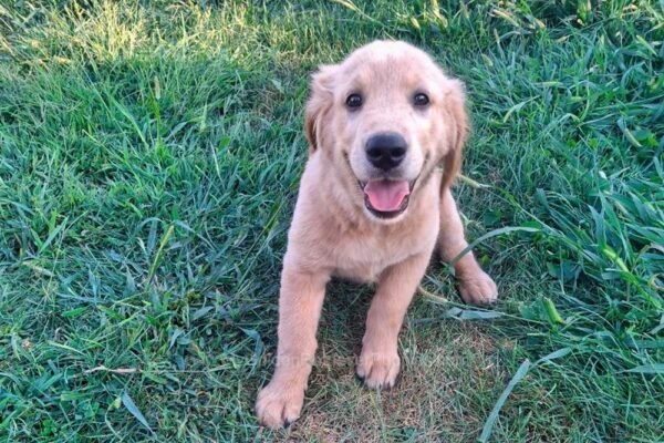 Image of Beaver, a Golden Retriever puppy