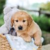 Image of Beaver, a Golden Retriever puppy