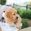 Image of Beaver, a Golden Retriever puppy