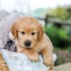 Image of Beaver, a Golden Retriever puppy