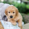 Image of Beaver, a Golden Retriever puppy