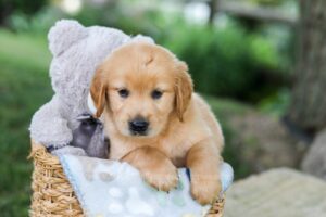 Image of Beaver, a Golden Retriever puppy