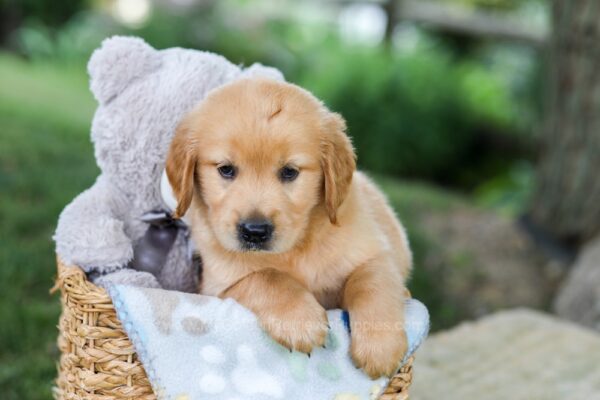 Image of Beaver, a Golden Retriever puppy