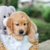 Image of Beaver, a Golden Retriever puppy