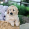 Image of Bella, a Golden Retriever puppy