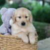 Image of Bella, a Golden Retriever puppy