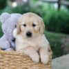 Image of Bella, a Golden Retriever puppy