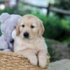 Image of Bella, a Golden Retriever puppy