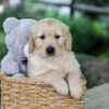 Image of Bella, a Golden Retriever puppy