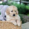 Image of Bella, a Golden Retriever puppy