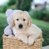Image of Bella, a Golden Retriever puppy