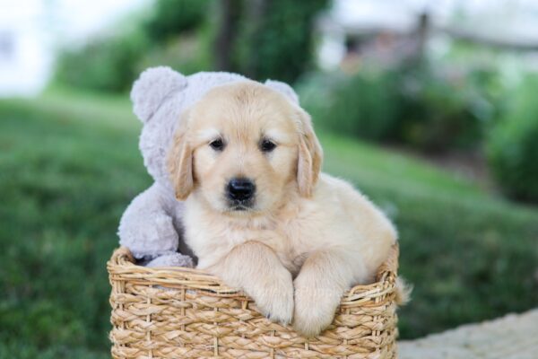 Image of Bella, a Golden Retriever puppy