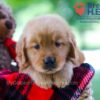 Image of Benji, a Golden Retriever puppy