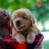 Image of Benji, a Golden Retriever puppy