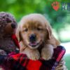 Image of Benji, a Golden Retriever puppy