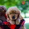Image of Benji, a Golden Retriever puppy